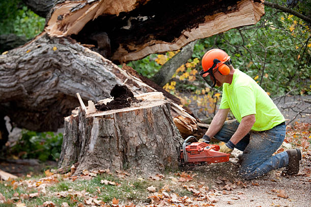 Trusted Wilmington, IL  Tree Services Experts