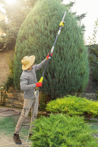 Why Choose Our Tree Removal Services in Wilmington, IL?